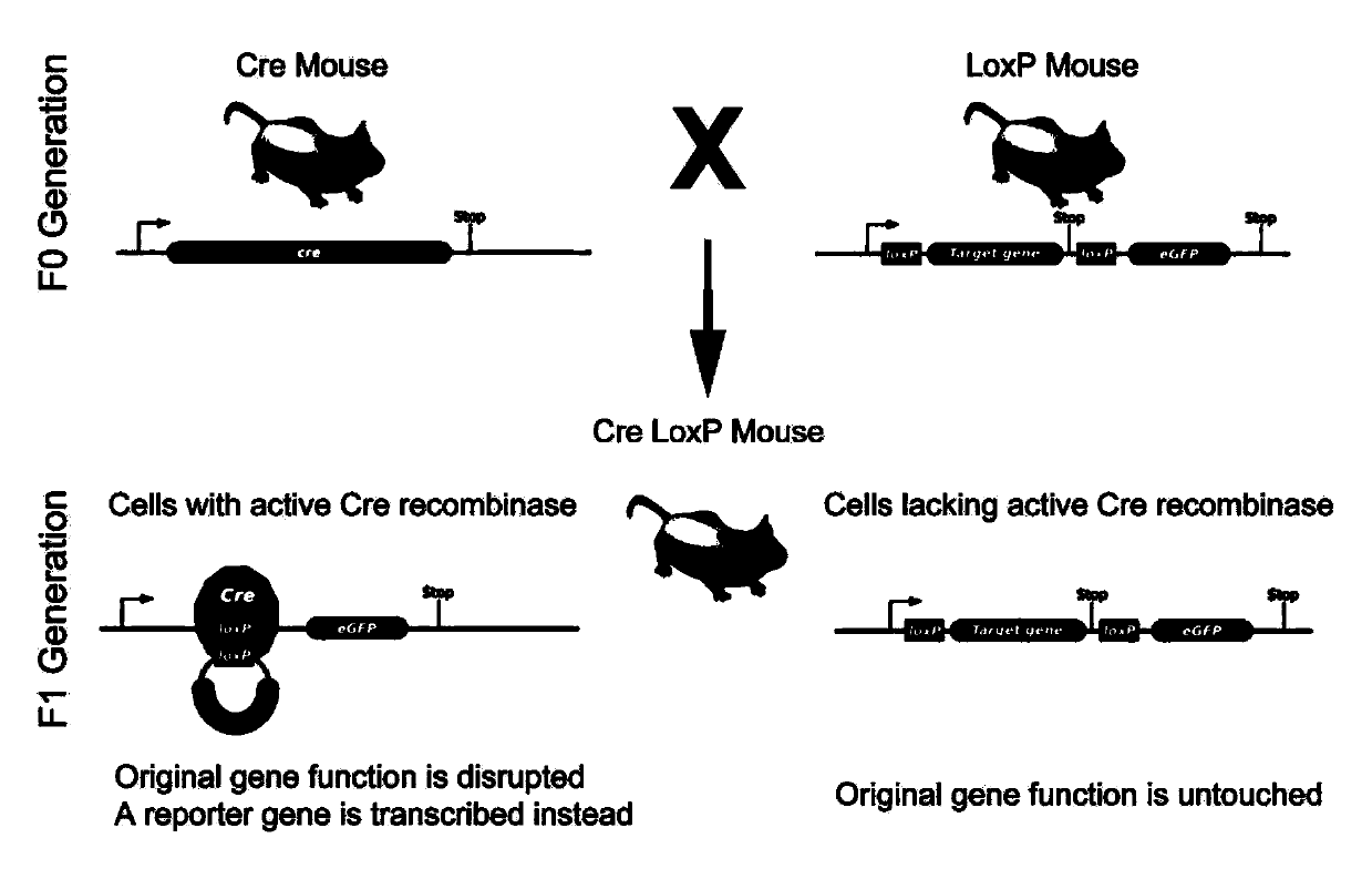 Method for screening acute radiation gastrointestinal syndrome treatment targets