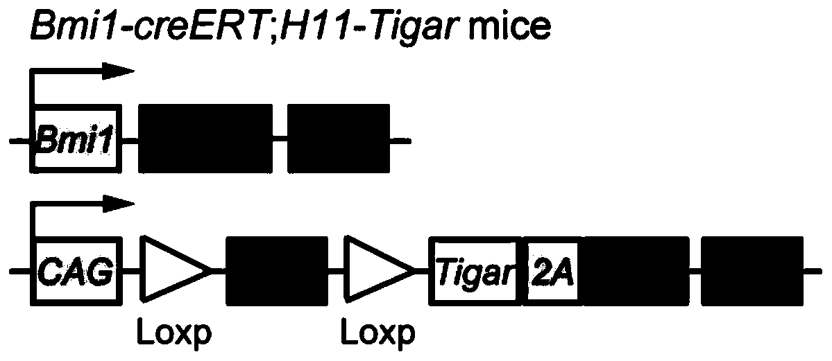 Method for screening acute radiation gastrointestinal syndrome treatment targets