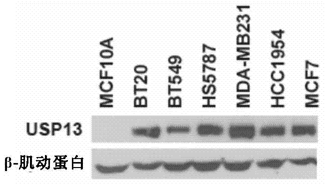 Pharmaceutical composition containing USP13 (ubiquitin-specific proteases 13) inhibitor and PARP (poly ADP-ribose polymerase) inhibitor and application thereof