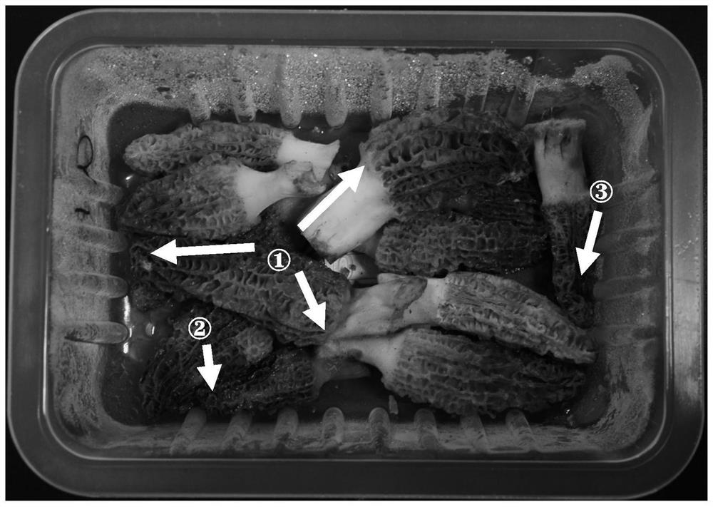Composite preservation method for morchella esculenta by adopting low-temperature ozone drying agent