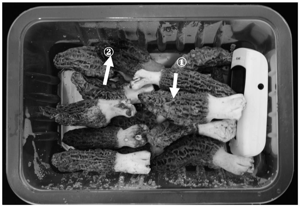 Composite preservation method for morchella esculenta by adopting low-temperature ozone drying agent