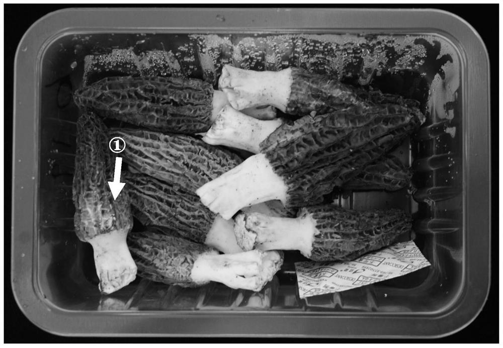 Composite preservation method for morchella esculenta by adopting low-temperature ozone drying agent