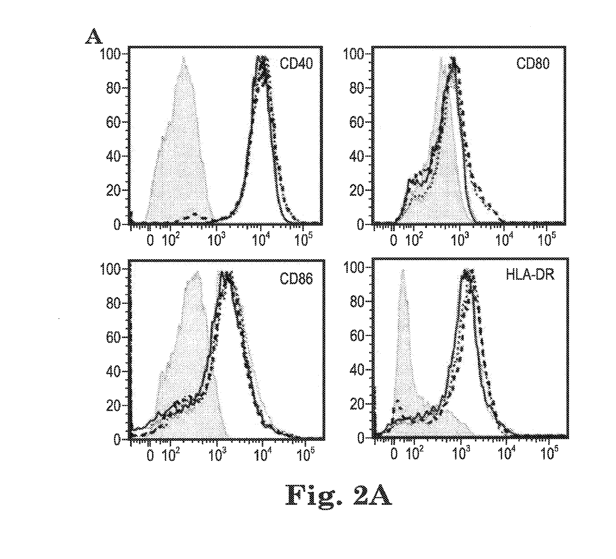 Human papilloma virus therapeutic vaccine