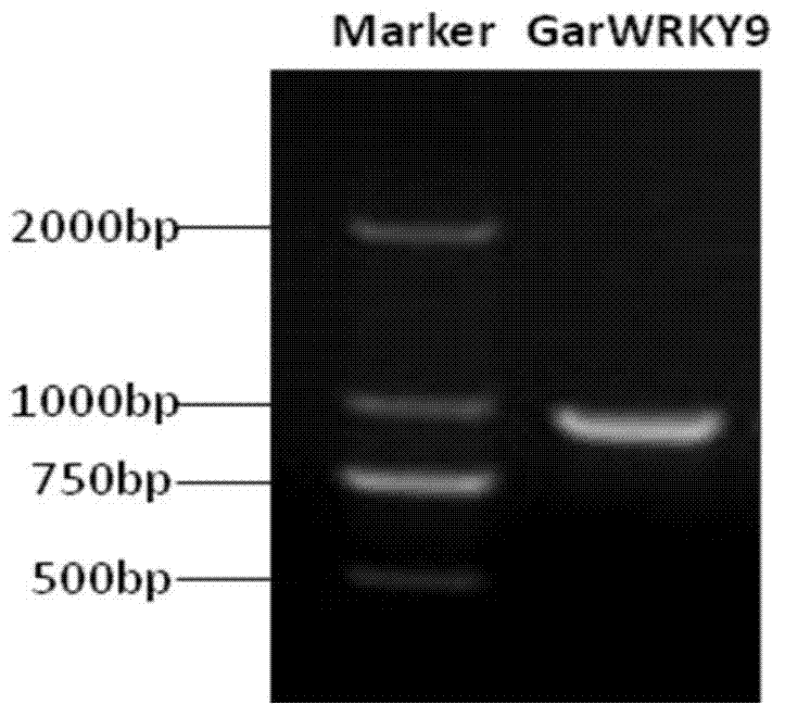 Gossypium aridum WRKY transcription factor GarWRKY9 for regulating blossoming of plant and application