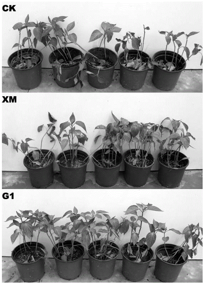 Bio-control strain G1 for preventing and controlling pepper phytophthora blights and applications thereof