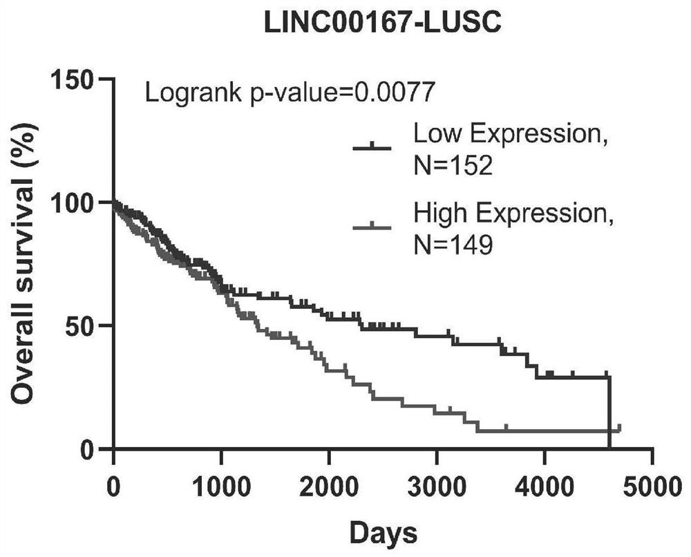 Application of linc00167 in the preparation of drugs for inhibiting tumor angiogenesis
