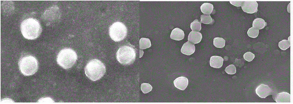 Noctuid granulosis virus, and preparation method and application of preparation containing virus