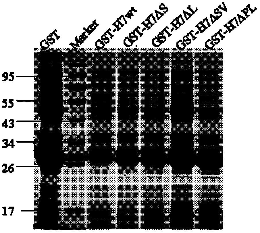 Linear neutralizing epitope polypeptide of fowl reticuloendotheliosis virus gp90 protein and application thereof