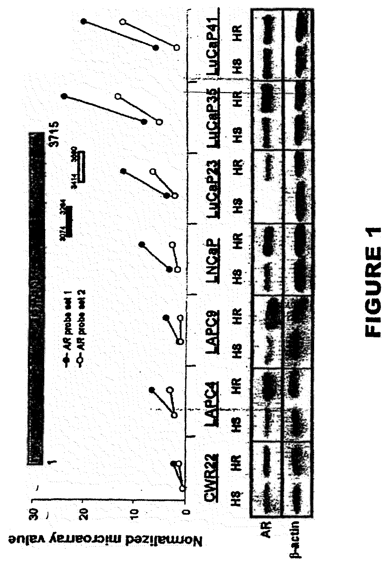 Methods and materials for assessing prostate cancer therapies and compounds