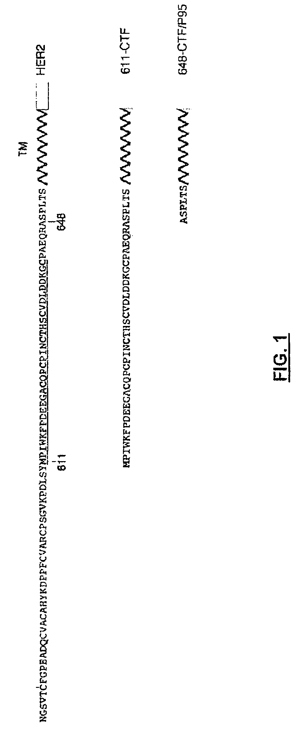 Method for diagnosing cancers expressing the HER2 receptor or its truncated variants