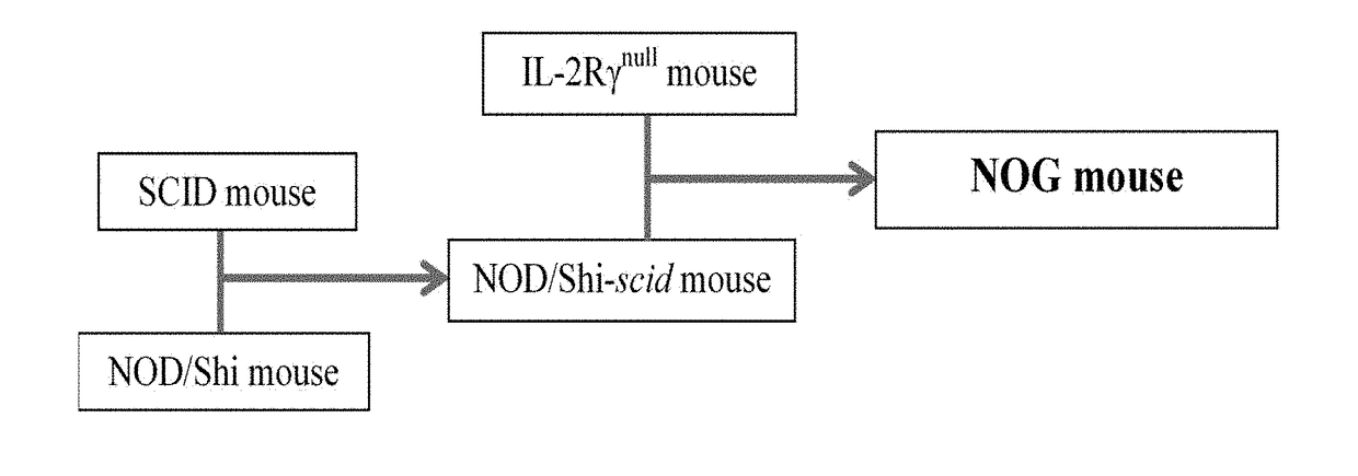 Method for measuring tumor burden in patient derived xenograft (PDX) mice