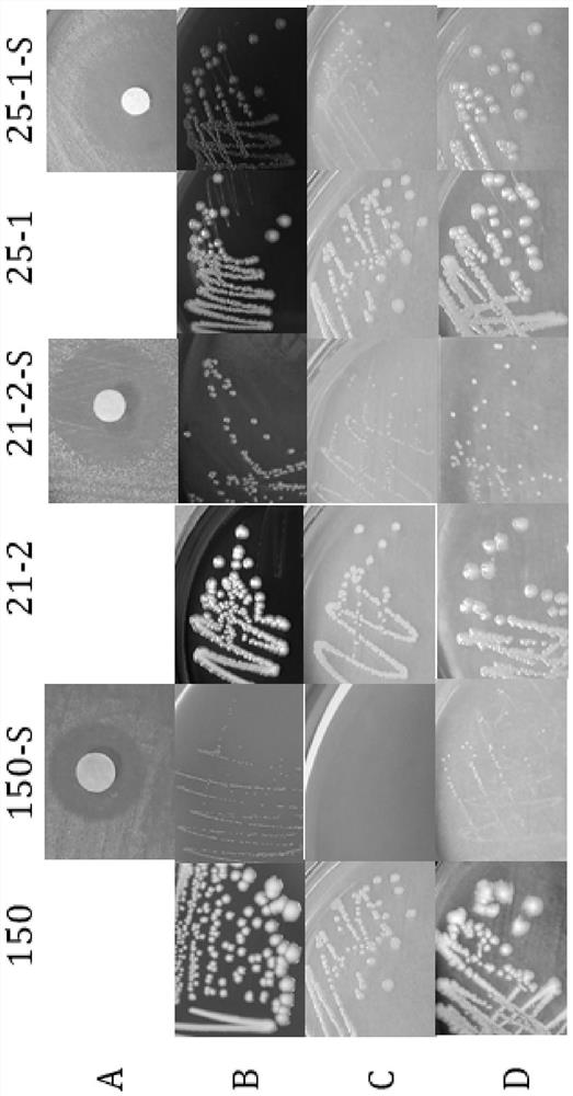 Preparation method for inducing bacteria to form small colony variants