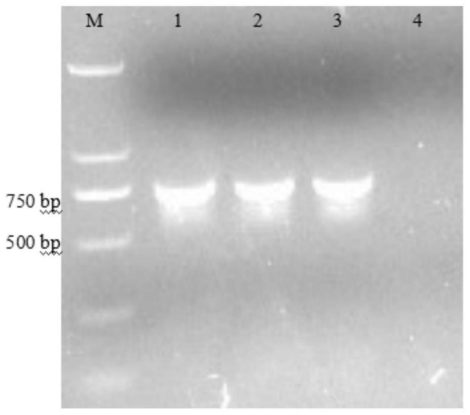 Preparation method for inducing bacteria to form small colony variants