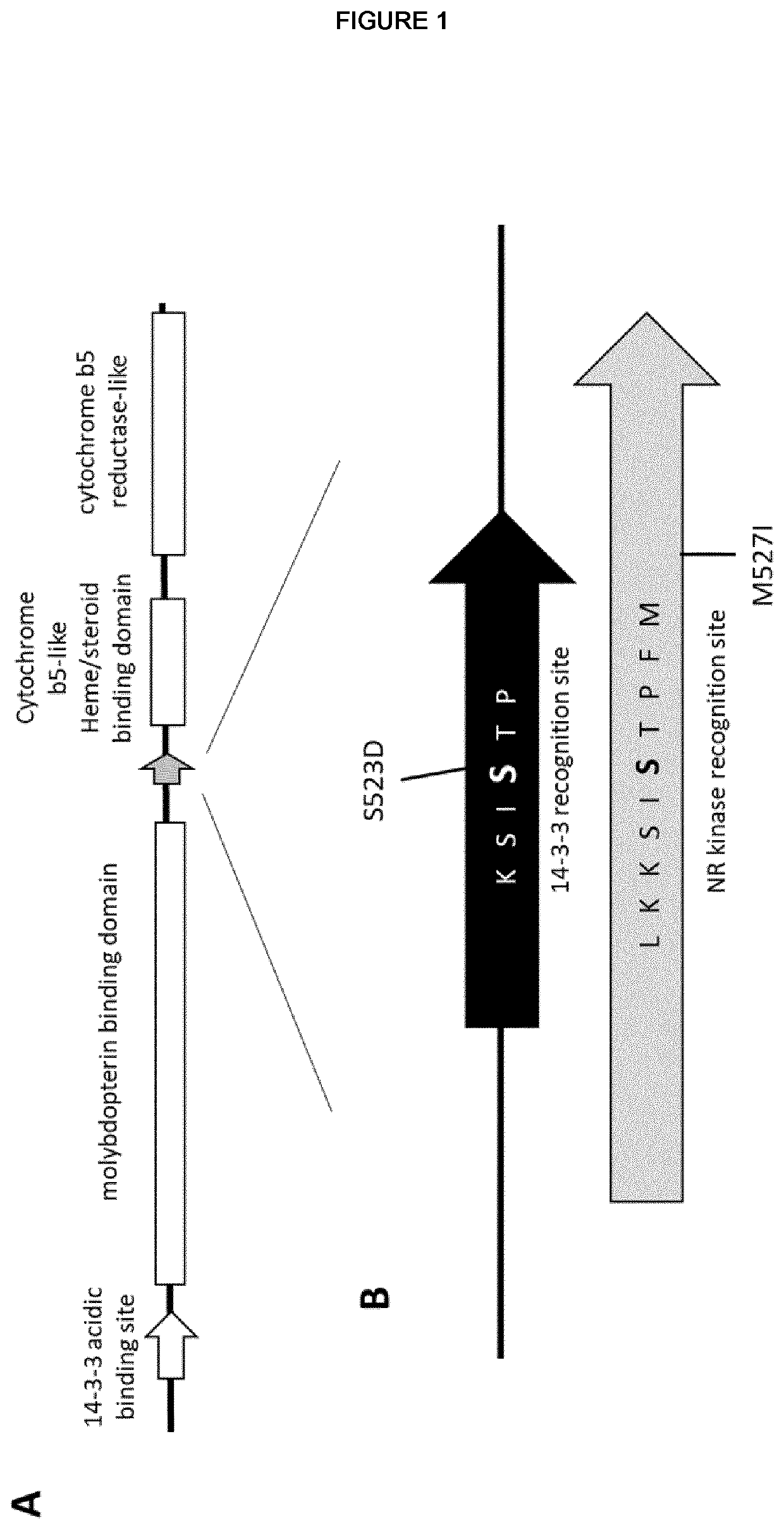 Modulation of nitrate levels in plants via mutation of nitrate reductase