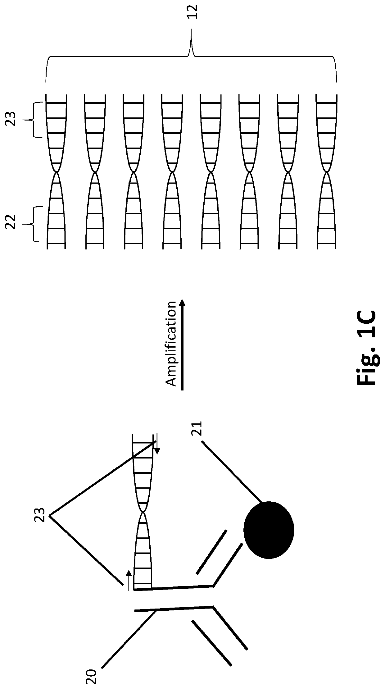 Antibody or aptamer conjugated-polynucleotides and detection methods and microfluidics devices using the same