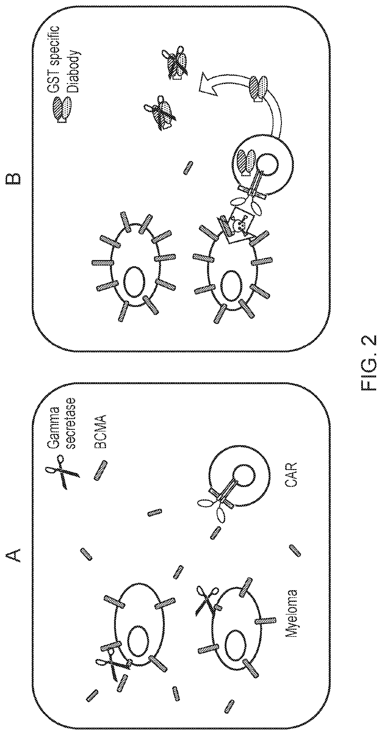 Engineered t-cells co-expressing an Anti-bcma car and an Anti-ectoenzyme antibody and their use in the treatment of cancer