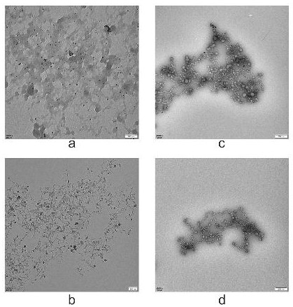 Method for rapidly typing mammal sperms by using biologically modified beta-cyclodextrin nano magnetic particles