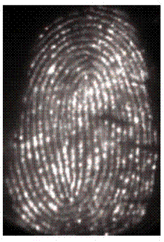 Method for manifesting latent fingerprints on basis of electrochemical luminescence marker
