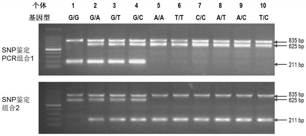 SNP markers for distinguishing resistance to Vibrio harveyi infection of Litopenaeus vannamei and its detection method and application