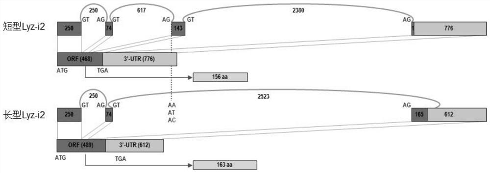 SNP markers for distinguishing resistance to Vibrio harveyi infection of Litopenaeus vannamei and its detection method and application