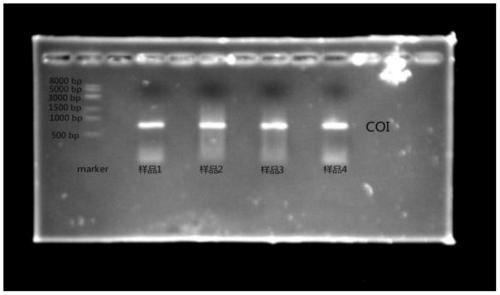 Method for extracting DNA of single chironomidae pupal stage ecdysis