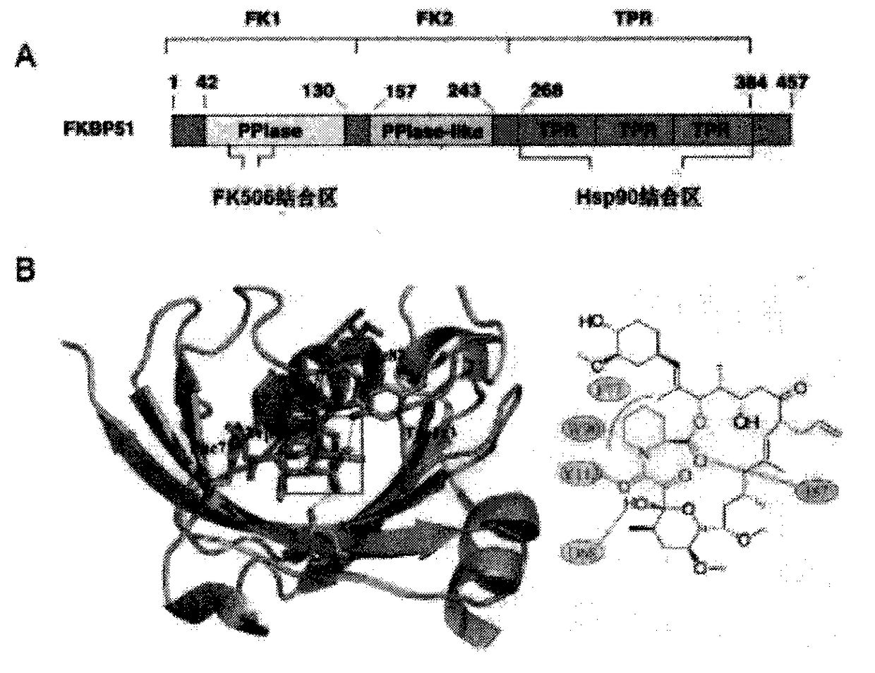 Lead compounds, screening methods and applications targeting human fkbp51 protein