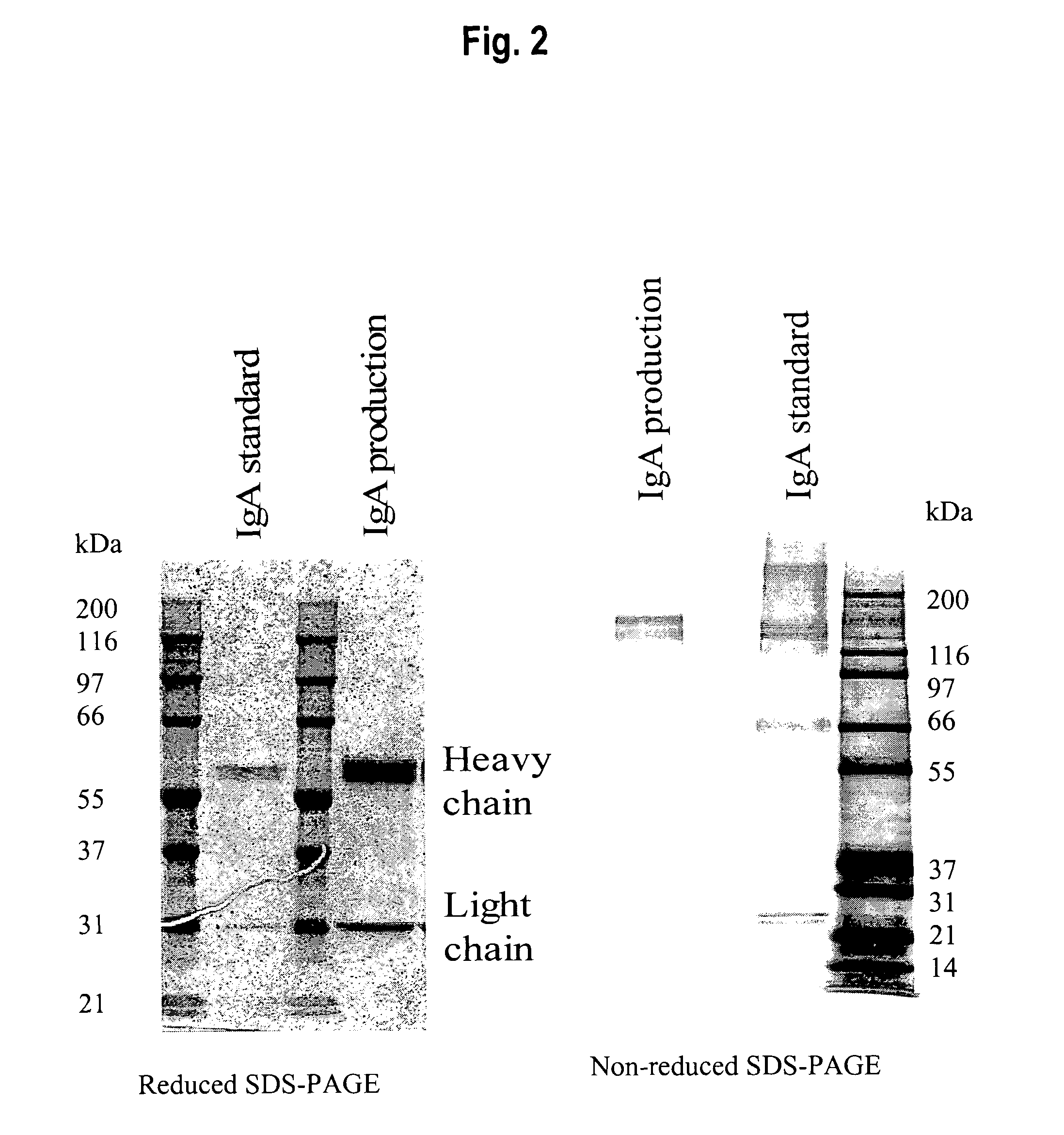 Efficient production of IgA in recombinant mammalian cells