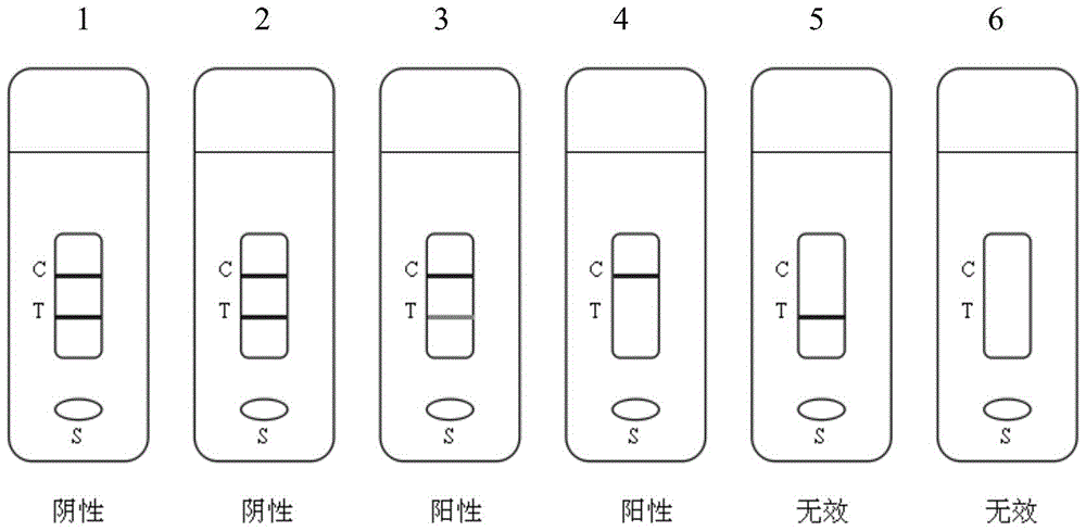 Preparation of immune antigen and coating antigen for detection of chloramphenicol