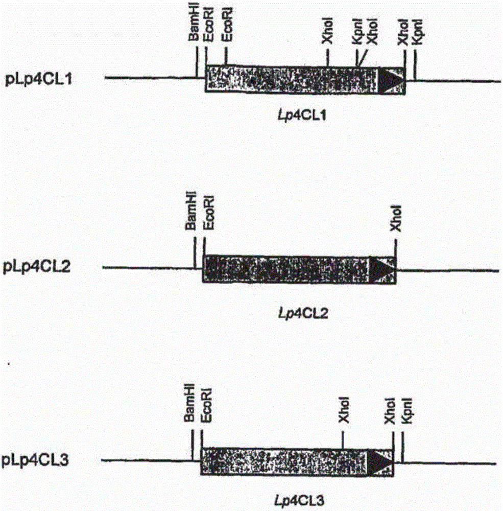 Modification of lignin biosynthesis via sense suppression