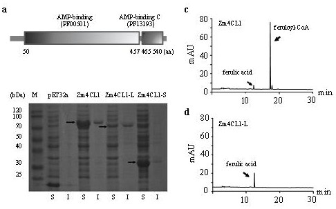Mutant gene identification, variation and molecular markers of maize brown midrib5 (bm5) mutant