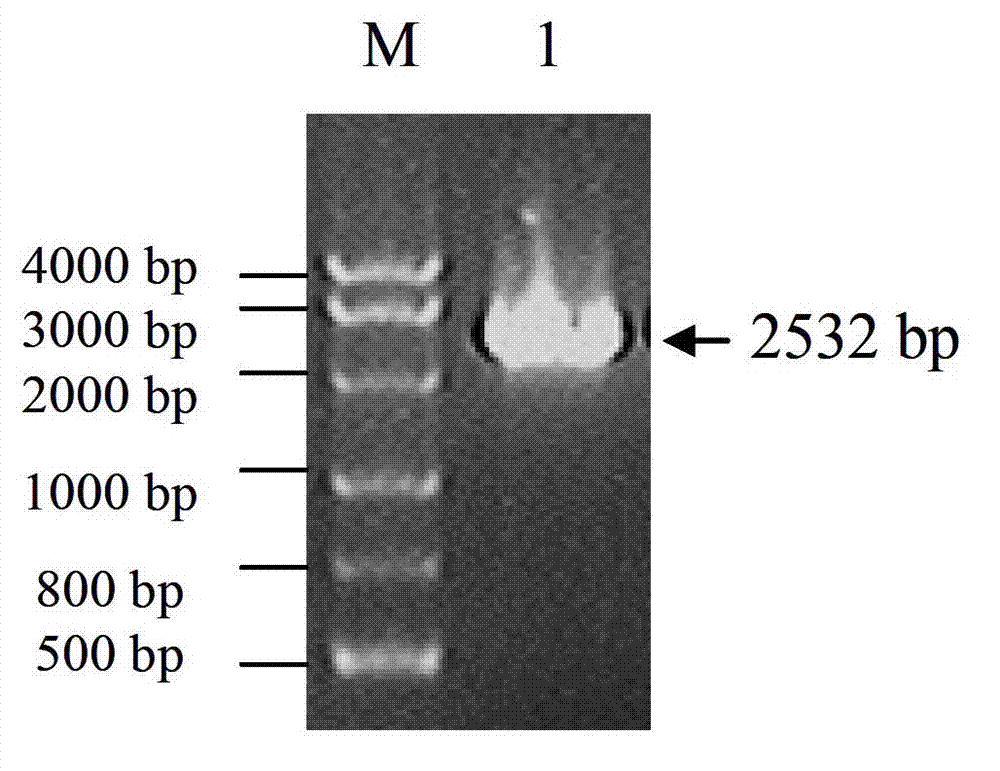 Sickle alfalfa elongation factor 2MfEF2 as well as coding gene and application thereof
