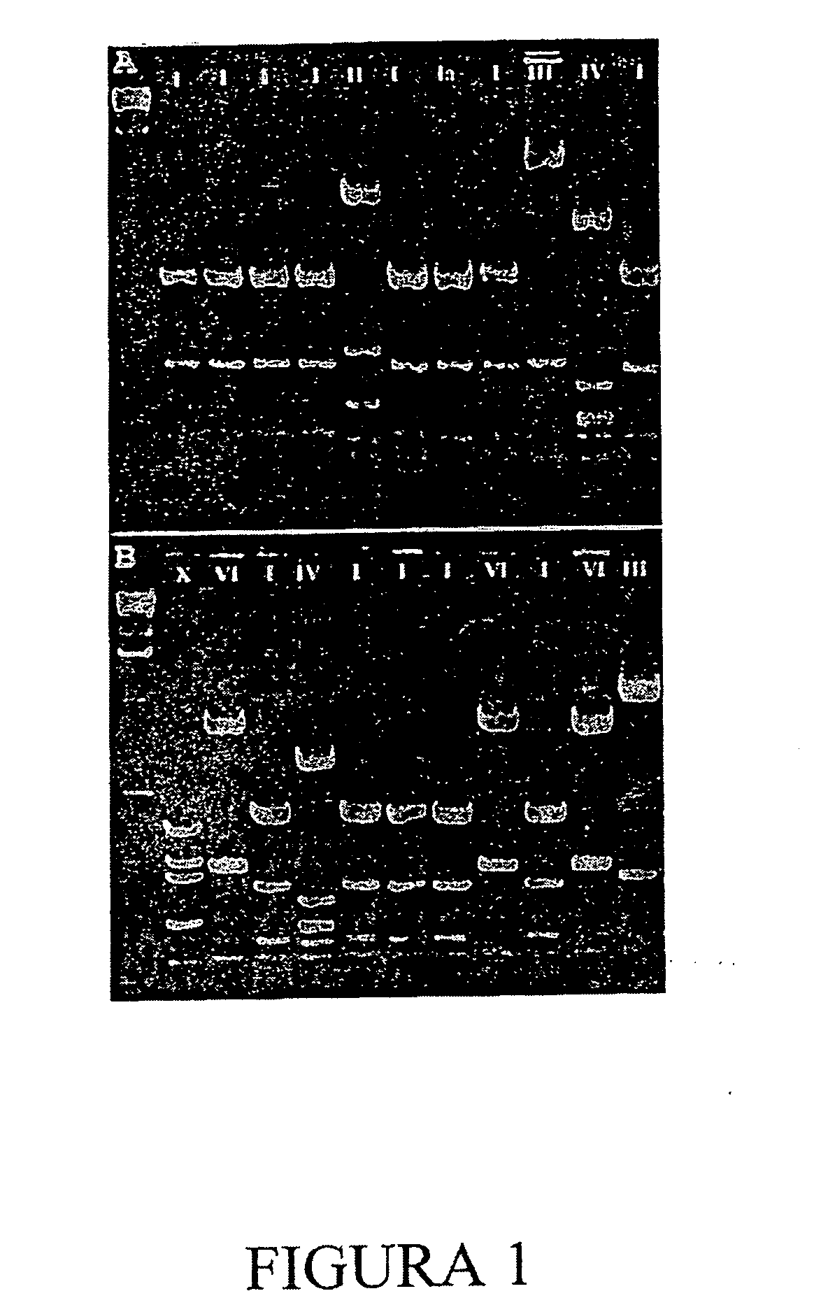 Sequences from an endosymbiont and their uses