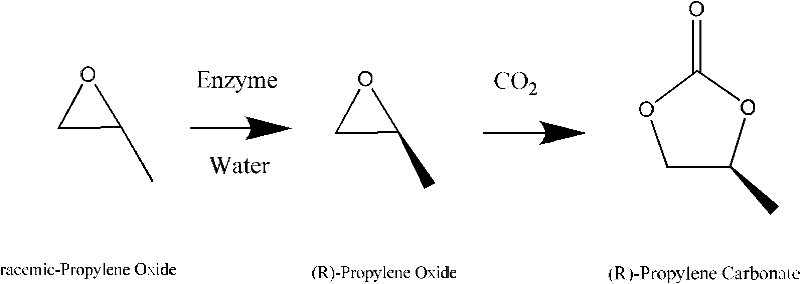 Preparation method of (R)-propene carbonate
