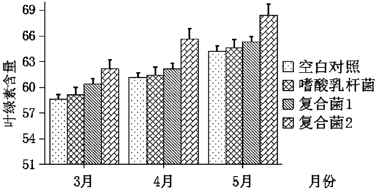 A kind of compound lactic acid bacteria agent for promoting strawberry growth and its application