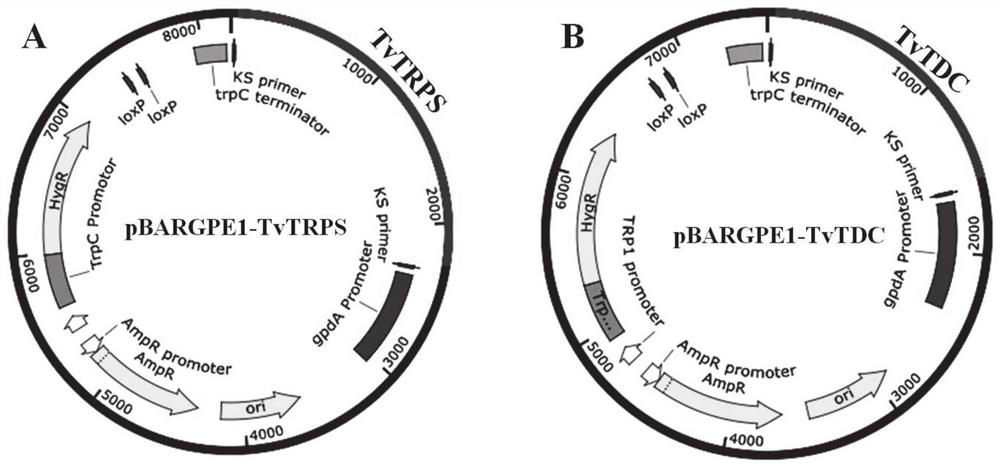 High-yield IAA Trichoderma viride engineering bacterial strain, and construction method and application thereof