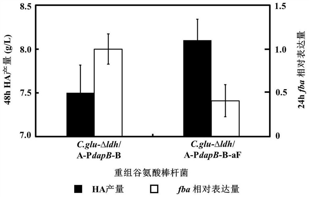 A recombinant bacterium with high hyaluronic acid production and its construction method and application
