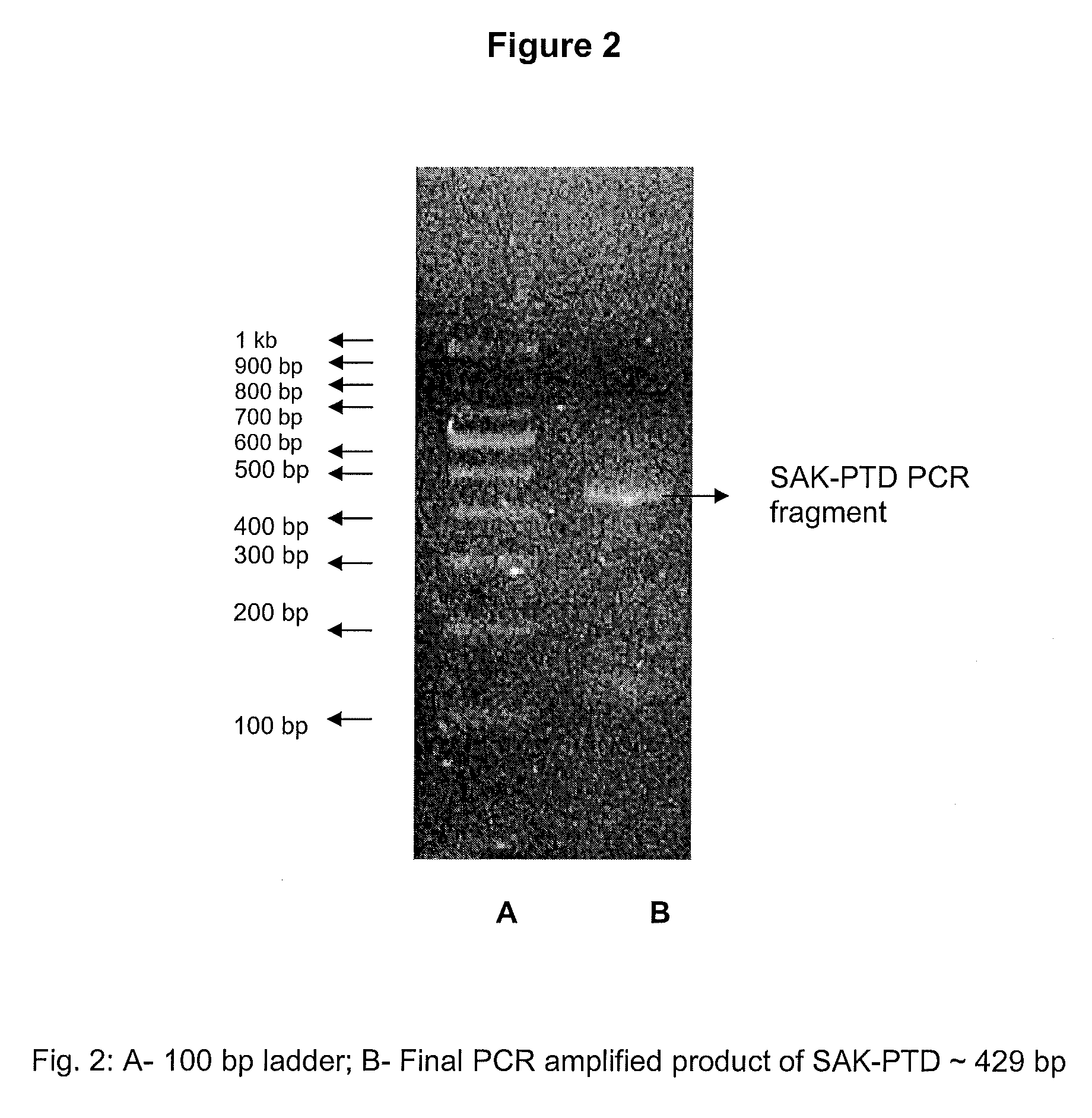 Chimeric fusion proteins