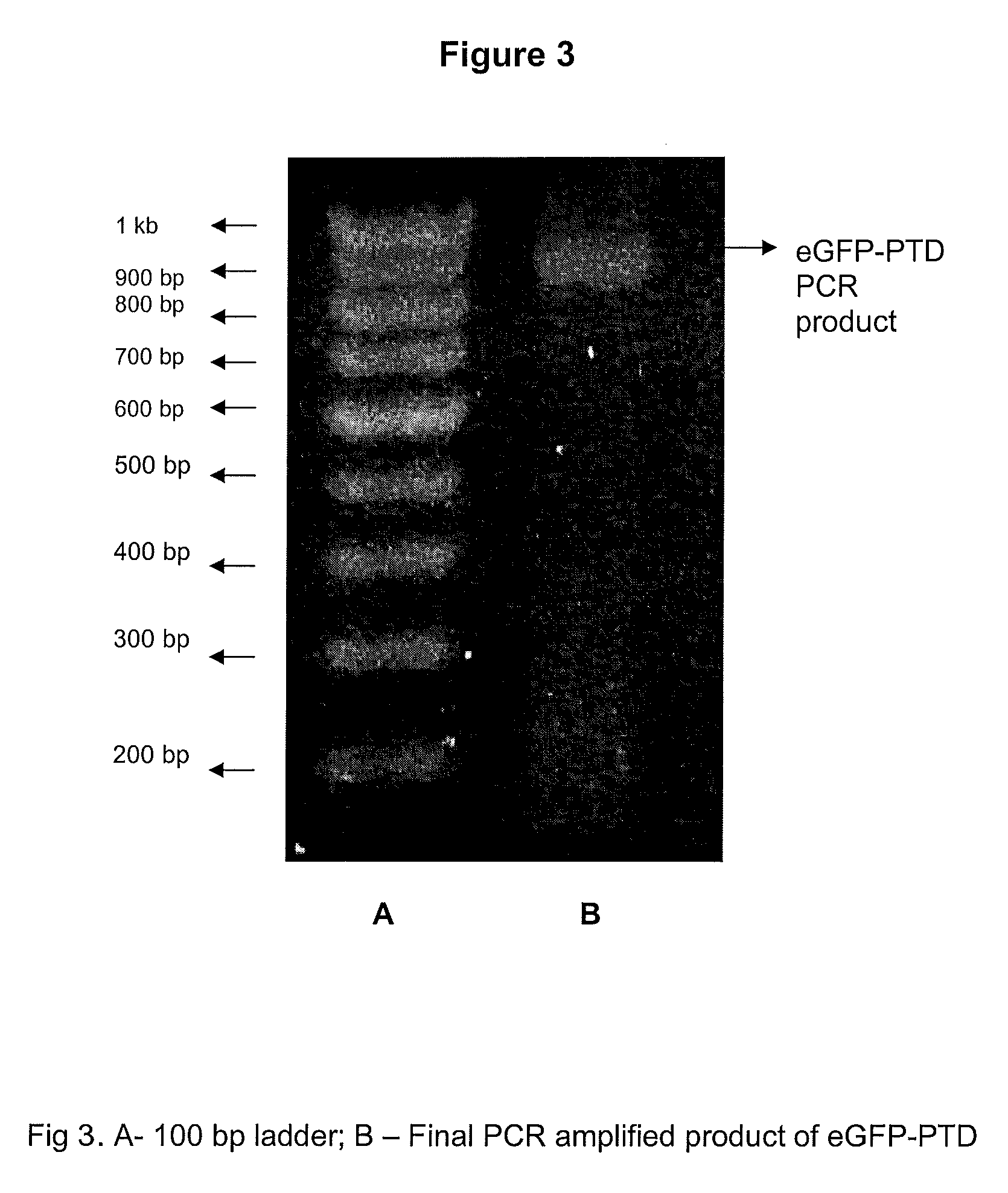 Chimeric fusion proteins