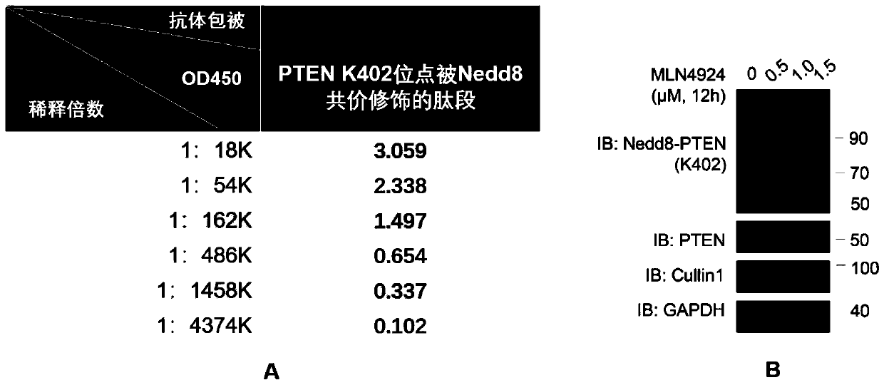 Invention and application of PTEN Nedd8 modification as new marker for breast cancer and specific antibody of modification
