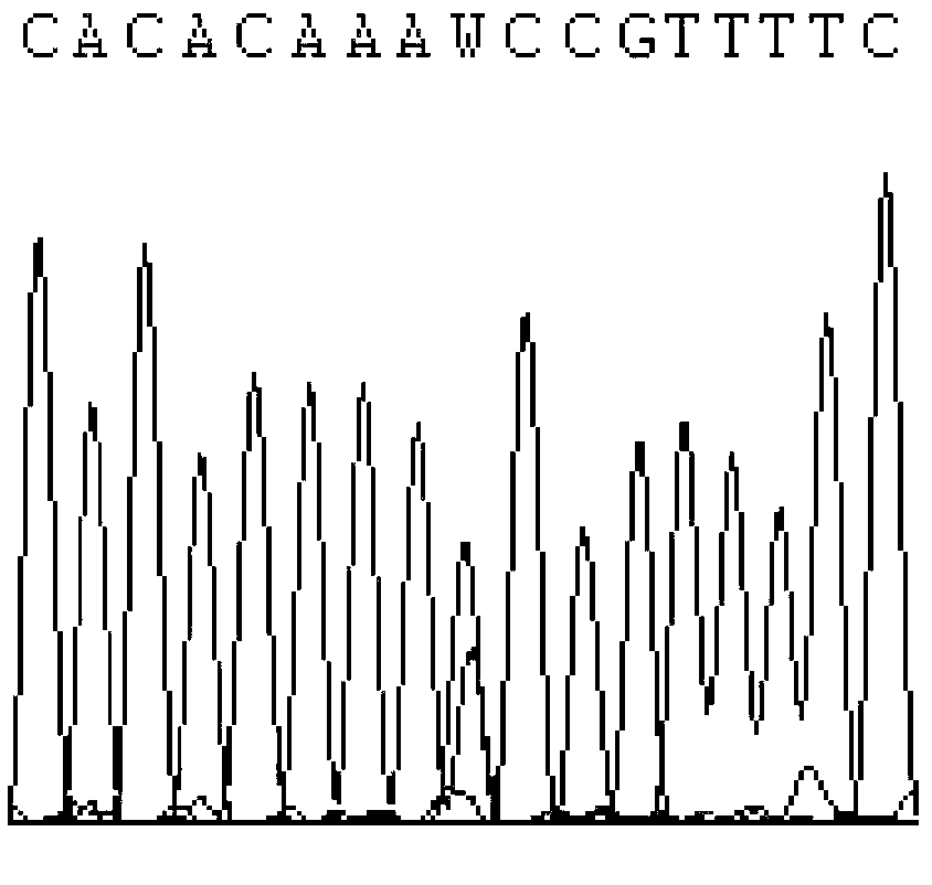 CYP2C9 gene fragment containing 1300A&gt;T mutation, protein fragment encoded through same and application thereof