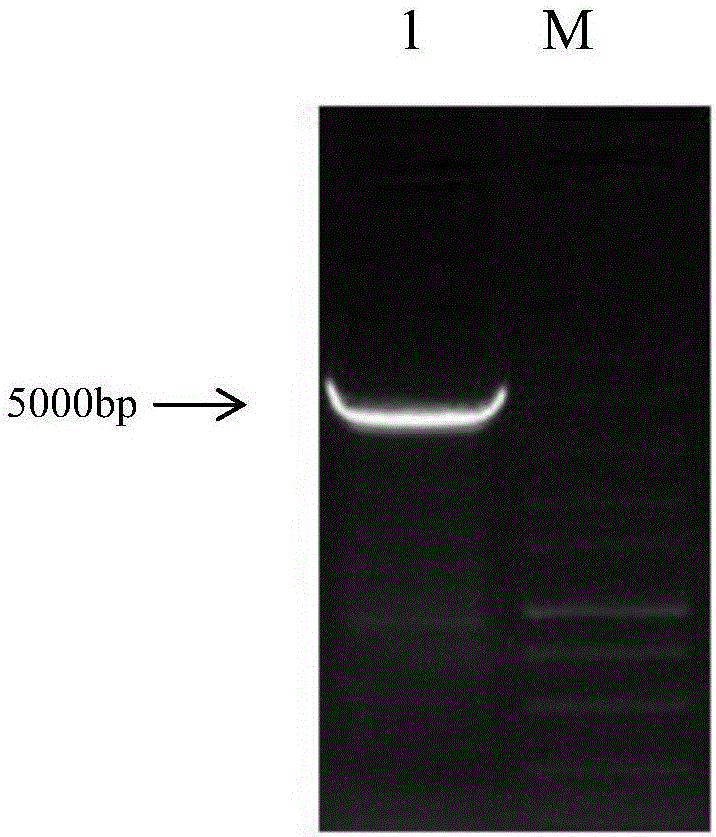 Preparation method of GyV7 ring virus VP3 protein