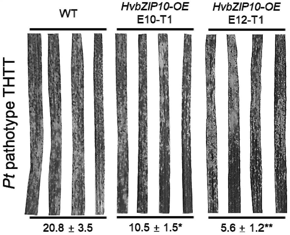 Barley Transcription Factor hvbzip10 Gene and Its Application in Wheat Resistance to Stripe Rust and Leaf Rust