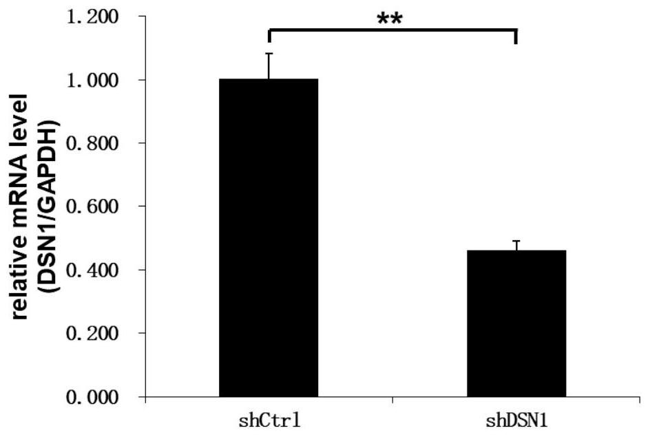 Application of human DSN1 gene and related products
