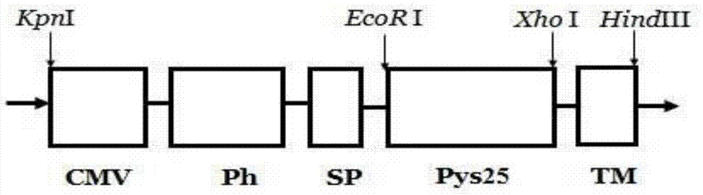 Recombinant vector, recombinant baculovirus prepared with the same and application of virus in preparation of malaria vaccines