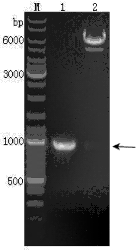 Recombinant vector, recombinant baculovirus prepared with the same and application of virus in preparation of malaria vaccines