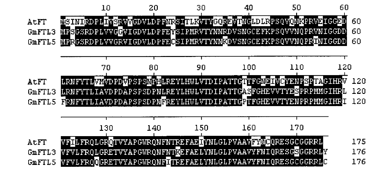 Soybean GmFTL3 protein and soybean GmFTL5 protein as well as applications thereof