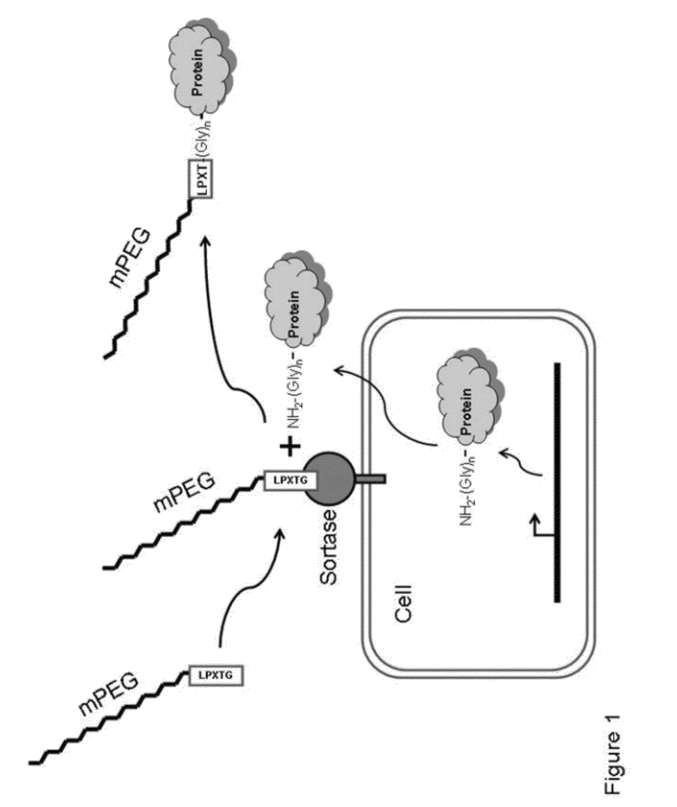 Compositions and methods for enhancing production of a biological product