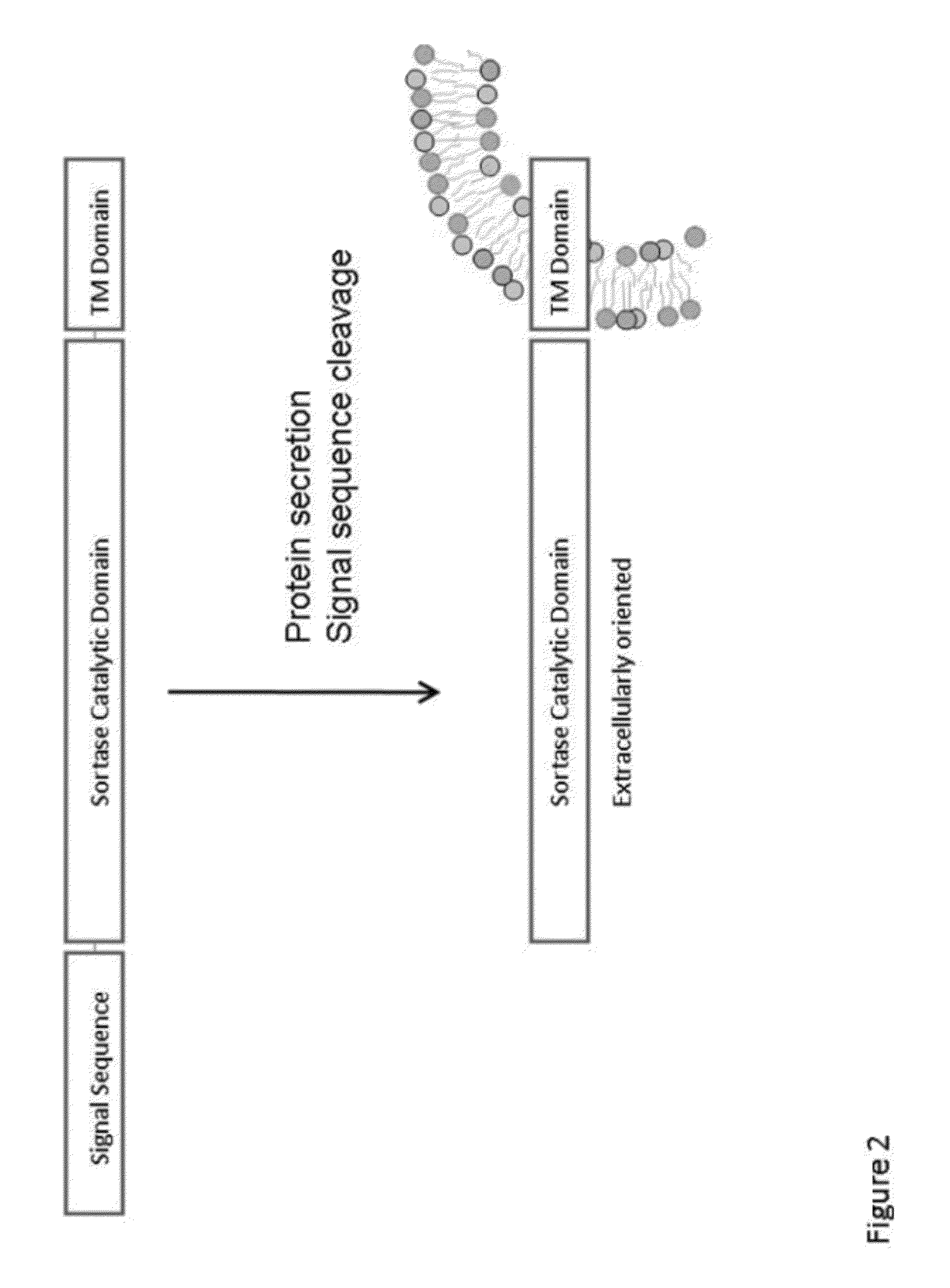 Compositions and methods for enhancing production of a biological product