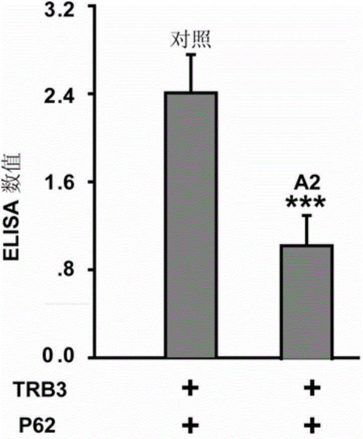 Application of polypeptide specific-binding TRB3 in treating or preventing abdominal aortic aneurysm