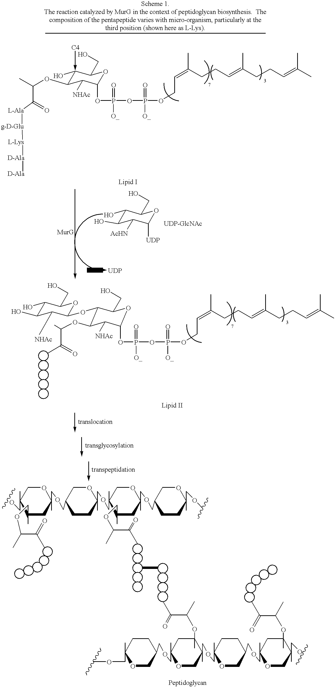 Substrate analogs that substitute for lipid I as a substrate for MurG